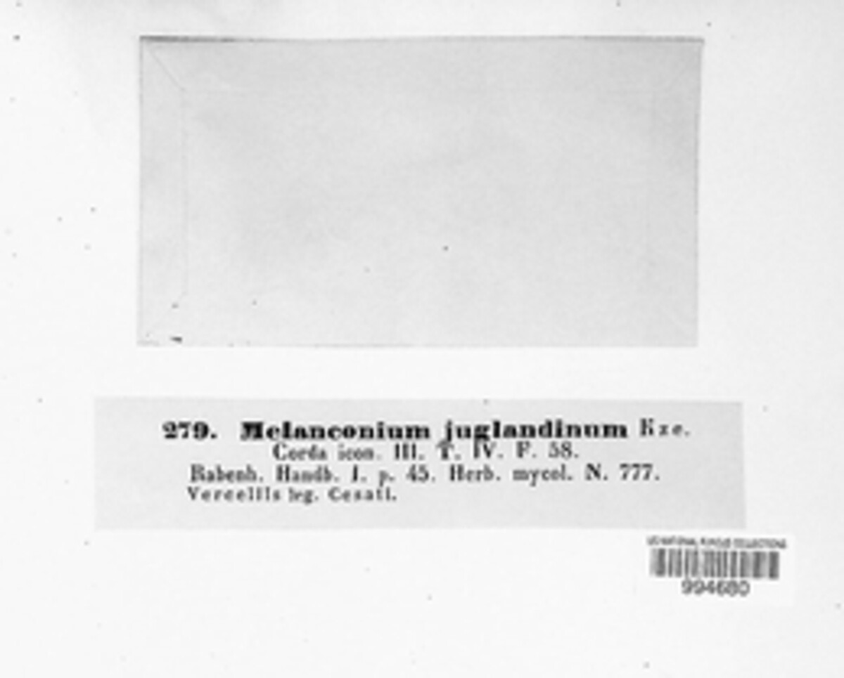 Juglanconis juglandina image